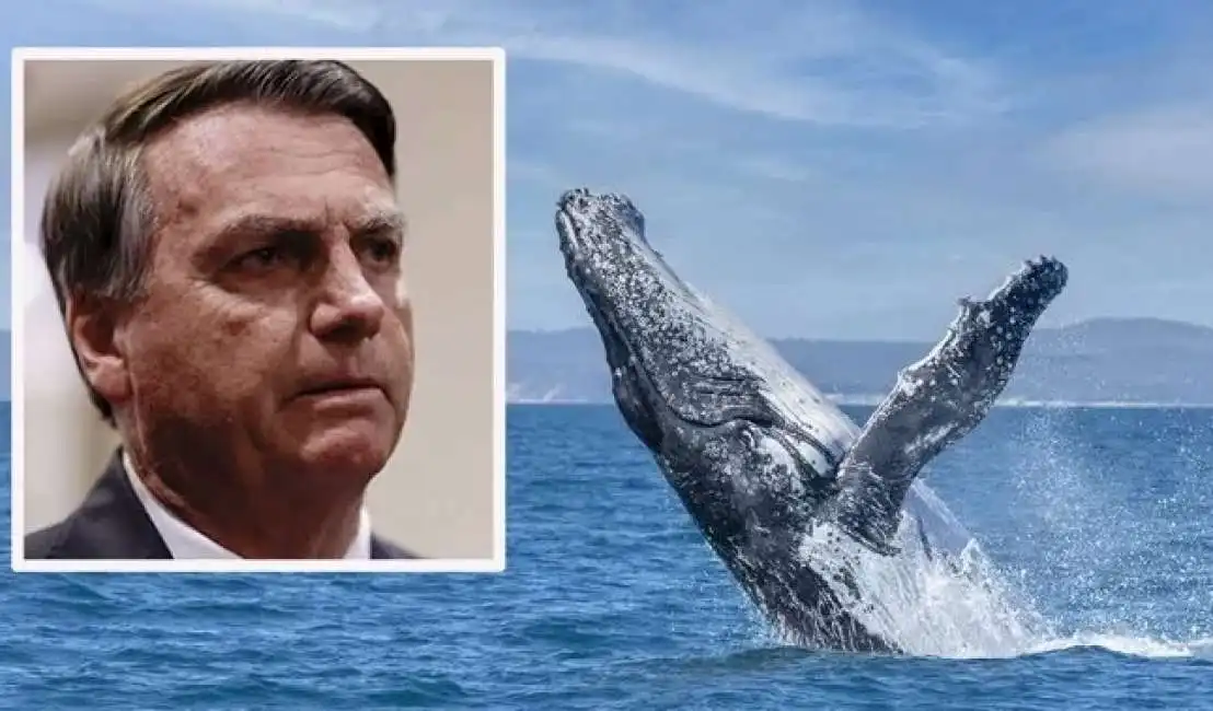 jair bolsonaro balena