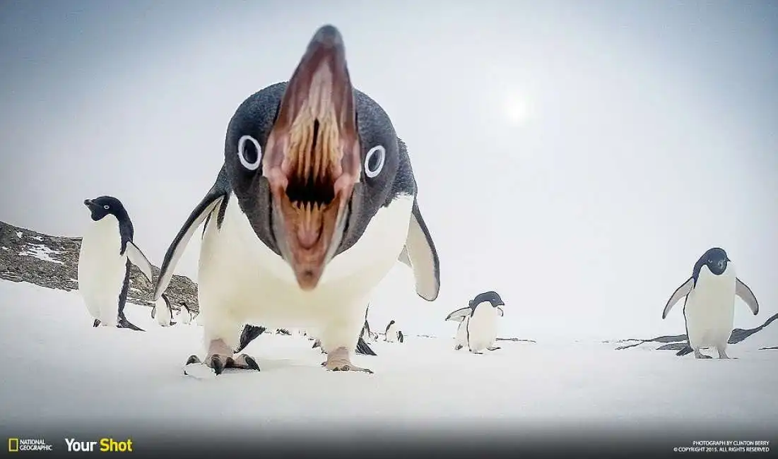 il pinguino in antartica