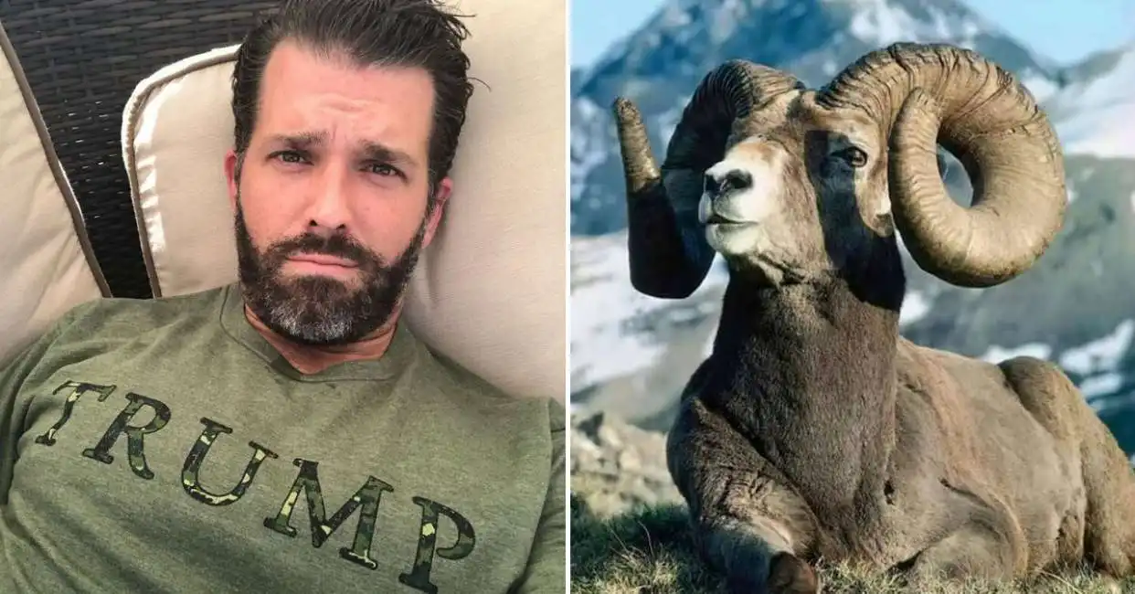 donald trump junior pecora argali