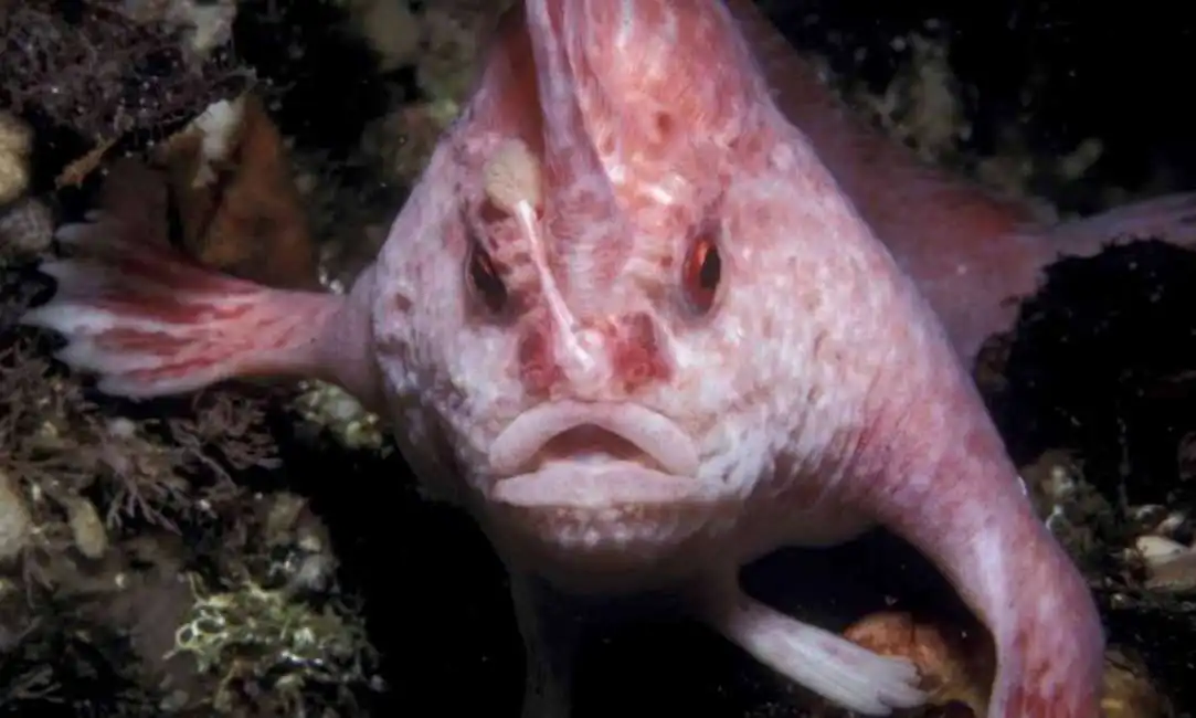 pesce mano rosa