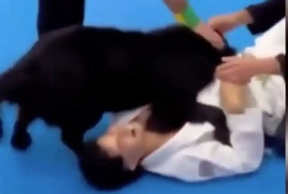 cane aiuta il padrone durante la gara di jiu jitsu