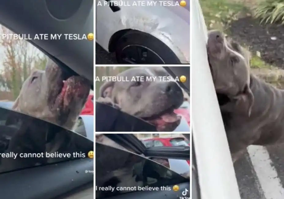 pitbull distrugge tesla 