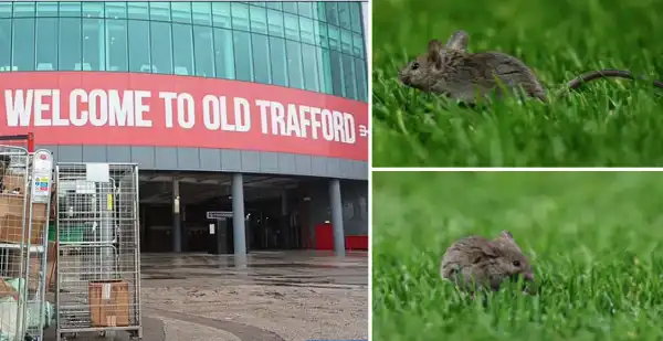 manchester united old trafford infestato dai topi