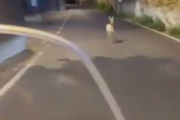 rincorrono un capriolo in scooter a firenze