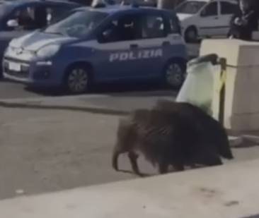 cinghiali in piazza trilussa a roma